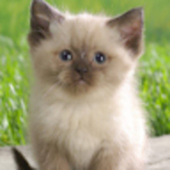 Meet your Posher, Maya - Picture 1 of 1